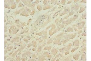 Immunohistochemistry of paraffin-embedded human heart tissue using ABIN7163880 at dilution of 1:100 (GALNT2 抗体  (AA 442-571))