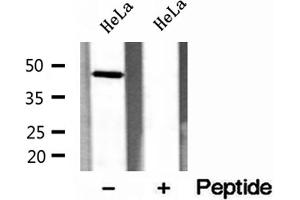 Western blot analysis of extracts of HeLa cells, using ERO1LB antibody. (ERO1LB 抗体  (Internal Region))