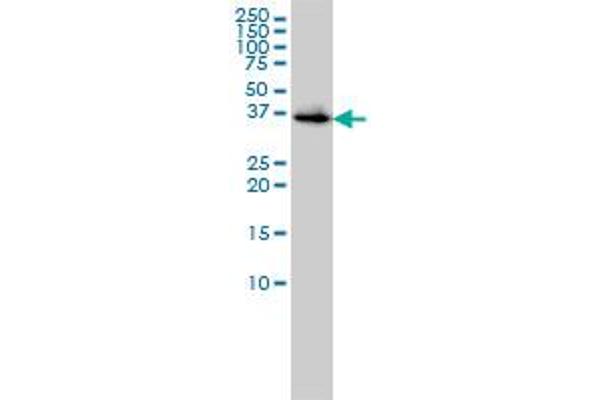 Biliverdin Reductase 抗体  (AA 1-296)