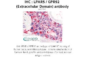 Image no. 1 for anti-Lysophosphatidic Acid Receptor 5 (LPAR5) (2nd Extracellular Domain) antibody (ABIN1736527) (LPAR5 抗体  (2nd Extracellular Domain))