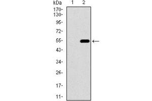 Western Blotting (WB) image for anti-CD33 (CD33) (AA 15-237) antibody (ABIN1845398) (CD33 抗体  (AA 15-237))