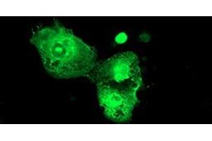 Anti-PSMD3 mouse monoclonal antibody (ABIN2455562) immunofluorescent staining of COS7 cells transiently transfected by pCMV6-ENTRY PSMD3 (RC202307). (PSMD3 抗体)