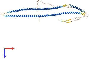 Keratin 26 Protein (KRT26) (AA 1-462) (His tag)