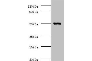 Western blot All lanes: ACTL7A antibody at 2 μg/mL + Mouse liver tissue Secondary Goat polyclonal to rabbit IgG at 1/10000 dilution Predicted band size: 49 kDa Observed band size: 49 kDa (Actin-Like 7A 抗体  (AA 1-435))