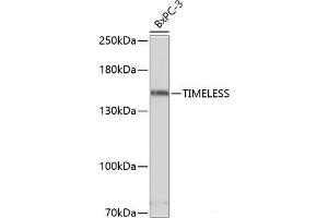 Western blot analysis of extracts of BxPC-3 cells using TIMELESS Polyclonal Antibody at dilution of 1:3000. (TIMELESS 抗体)