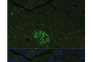 Immunofluorescence analysis of Mouse pancreas cells using FAM3B Polyclonal Antibody at dilution of 1:100. (FAM3B 抗体)