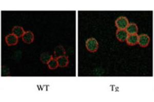 Immunofluorescence (IF) image for anti-serine/threonine Kinase 17b (STK17B) antibody (ABIN3003056) (DRAK2 抗体)