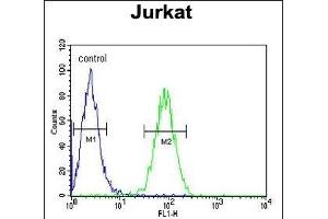 CLDN22 Antibody (Center) (ABIN654190 and ABIN2844042) flow cytometric analysis of Jurkat cells (right histogram) compared to a negative control (left histogram). (Claudin 22 (CLDN22) (AA 90-117) 抗体)