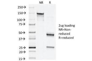 SDS-PAGE Analysis of Purified, BSA-Free Napsin A Antibody (clone NAPSA/1238).