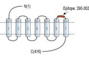 anti-Prostacyclin Receptor (PTGIR) (3rd Extracellular Loop), (AA 290-302) antibody (FITC)