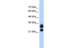 Western Blotting (WB) image for anti-Histone Cluster 1, H1c (HIST1H1C) antibody (ABIN2462944) (HIST1H1C 抗体)