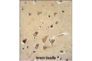 GPC5 Antibody (N-term) (ABIN654635 and ABIN2844331) immunohistochemistry analysis in formalin fixed and paraffin embedded human brain tissue followed by peroxidase conjugation of the secondary antibody and DAB staining. (GPC5 抗体  (N-Term))