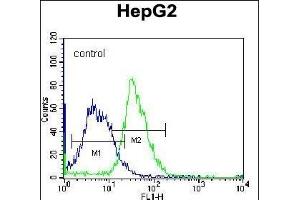 PLEKHH1 Antibody (C-term) (ABIN656704 and ABIN2845936) flow cytometric analysis of K562 cells (right histogram) compared to a negative control cell (left histogram). (PLEKHH1 抗体  (C-Term))