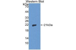 Western Blotting (WB) image for anti-Thimet Oligopeptidase 1 (THOP1) (AA 451-597) antibody (ABIN1871528) (Thimet Oligopeptidase 1 抗体  (AA 451-597))