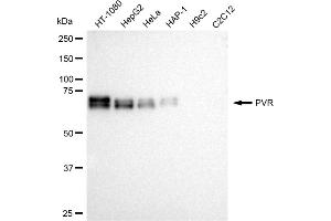 Western blotting analysis using PVR antibody (ABIN7799862). (Recombinant Poliovirus Receptor 抗体)