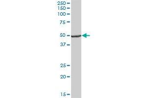 UQCRC1 MaxPab polyclonal antibody. (UQCRC1 抗体  (AA 1-480))