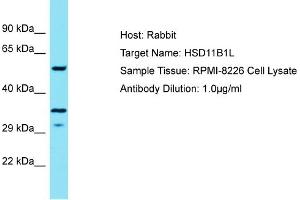 Host: Rabbit Target Name: HSD11B1L Sample Type: RPMI-8226 Whole Cell lysates Antibody Dilution: 1. (HSD11B1L 抗体  (C-Term))