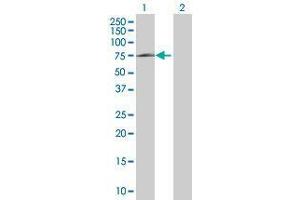 Western Blot analysis of HSPA1L expression in transfected 293T cell line by HSPA1L MaxPab polyclonal antibody. (HSPA1L 抗体  (AA 1-641))