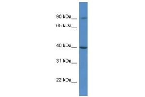 Western Blot showing C9orf64 antibody used at a concentration of 1. (C9orf64 抗体  (C-Term))