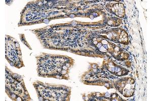 ABIN6264656 and ABIN6279714 at 1/100 staining Mouse colorectal tissue by IHC-P. (RASSF3 抗体  (Internal Region))