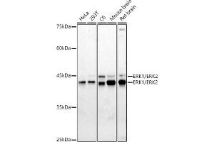 Western blot analysis of extracts of various cell lines, using ERK1/ERK2 antibody (ABIN7268619) at 1:1000 dilution. (ERK1 抗体  (AA 200-300))