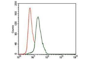 Flow cytometric analysis of HeLa cells using KRT13 mouse mAb (green) and negative control (red). (Cytokeratin 13 抗体  (AA 143-295))