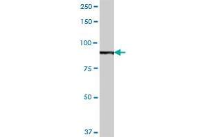 H6PD MaxPab polyclonal antibody. (Glucose-6-Phosphate Dehydrogenase 抗体  (AA 1-791))