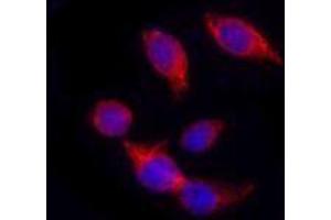 Immunofluorescence (IF) image for anti-Keratin 18 (KRT18) antibody (ABIN2664917) (Cytokeratin 18 抗体)