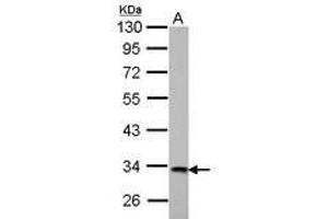 Image no. 3 for anti-3-hydroxyisobutyrate Dehydrogenase (HIBADH) (AA 128-336) antibody (ABIN1501894) (HIBADH 抗体  (AA 128-336))