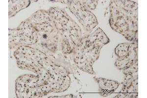 Immunoperoxidase of monoclonal antibody to SMAD1 on formalin-fixed paraffin-embedded human placenta. (SMAD1 抗体  (AA 1-465))