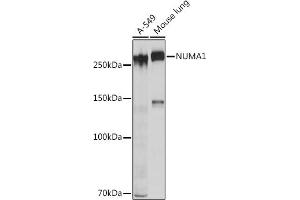 Western blot analysis of extracts of various cell lines, using NUM Rabbit mAb (ABIN7269002) at 1:1000 dilution. (NUMA1 抗体)