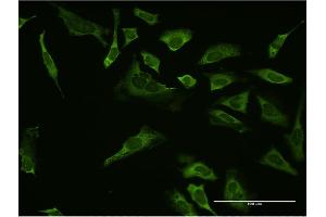 Immunofluorescence (IF) image for anti-Sp1 Transcription Factor (SP1) (AA 522-618) antibody (ABIN520399)
