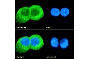 (ABIN571024) Immunofluorescence analysis of paraformaldehyde fixed A431 cells, permeabilized with 0. (NUDC 抗体  (Internal Region))