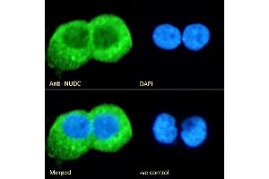 (ABIN571024) Immunofluorescence analysis of paraformaldehyde fixed A431 cells, permeabilized with 0. (NUDC 抗体  (Internal Region))