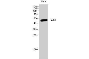 Western Blotting (WB) image for anti-MAP Kinase Interacting serine/threonine Kinase 2 (MKNK2) (Internal Region) antibody (ABIN3185609)