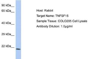 Host: Rabbit Target Name: TNFSF15 Sample Type: COLO205 Whole cell lysates Antibody Dilution: 1.