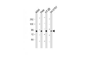 All lanes : Anti-SEG Antibody (Center) at 1:2000 dilution Lane 1: A549 whole cell lysates Lane 2: Hela whole cell lysates Lane 3: HT-29 whole cell lysates Lane 4: SH-SY5Y whole cell lysates Lysates/proteins at 20 μg per lane. (SEMA4G 抗体  (AA 360-393))