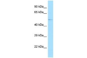 Western Blotting (WB) image for anti-GA Binding Protein Transcription Factor, alpha Subunit 60kDa (GABPA) (N-Term) antibody (ABIN2777222)