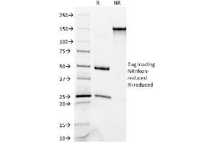 SDS-PAGE Analysis Purified Cytokeratin 8/18 Monoclonal Antibody (C-51). (KRT8, KRT18 抗体)