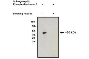 Image no. 1 for anti-Sphingomyelin Phosphodiesterase 3 (SMPD3) antibody (ABIN4620370) (SMPD3 抗体)