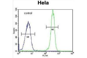 Flow Cytometry (FACS) image for anti-Collagen, Type IV, alpha 2 (COL4A2) (AA 163-194), (Chain alpha 2), (N-Term) antibody (ABIN951623)