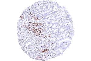 Stomach with a strong membranous CLDN3 staining of a small subset of epithelial cells in the neck and in glandular pits. (Recombinant Claudin 3 抗体  (Intracellular))