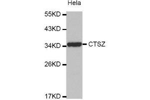 Western Blotting (WB) image for anti-Cathepsin Z (CTSZ) (AA 1-303) antibody (ABIN6219750) (Cathepsin Z 抗体  (AA 1-303))