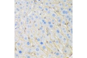 Immunohistochemistry of paraffin-embedded mouse liver using KIAA1456 antibody (ABIN5974326) at dilution of 1/200 (40x lens). (KIAA1456 抗体)