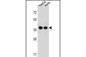 ERLIN1 Antibody (Center) (ABIN657002 and ABIN2846181) western blot analysis in HepG2,A549 cell line lysates (35 μg/lane). (ERLIN1 抗体  (AA 244-273))