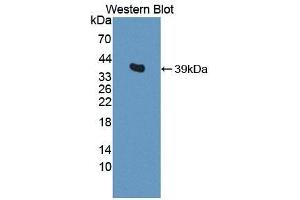 Detection of Recombinant Osteonectin, Mouse using Polyclonal Antibody to Osteonectin (ON)