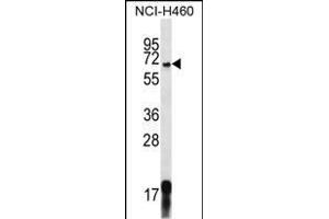 GPSM1 Antibody (Center) (ABIN656666 and ABIN2845906) western blot analysis in NCI- cell line lysates (35 μg/lane). (GPSM1 抗体  (AA 439-468))