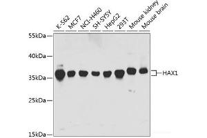 Western blot analysis of extracts of various cell lines using HAX1 Polyclonal Antibody at dilution of 1:1000. (HAX1 抗体)