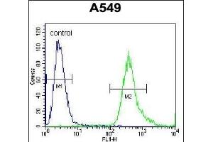 SLC25A6 Antibody (Center) (ABIN656122 and ABIN2845461) flow cytometric analysis of A549 cells (right histogram) compared to a negative control cell (left histogram). (SLC25A6 抗体  (AA 128-155))