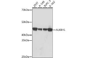 Western blot analysis of extracts of various cell lines, using  Rabbit mAb (ABIN7265552) at 1:1000 dilution. (ALKBH1 抗体)